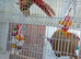 2 Pineapple conures &pound;200