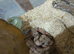 ANERY HONDURAN MILK SNAKE