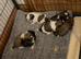 Shih tzu puppy’s