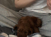 Stunning f1 Cavapoo