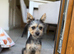 Yorkie Russel puppy for sale