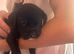 Staffie cross Frenchie