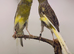 Canary pair available
