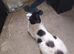 Needs Rehoming ASAP