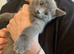 BEAUTIFUL LITTLE RUSSIAN BLUE KITTENS