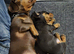 Miniature dachshunds ready now