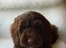 Gorgeous Cockapoo puppies