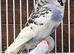 Beautiful Budgies - Various colours