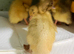 Days old runner duck ducklings