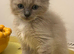 STUNNING MALE RAGDOLL KITTEN