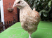 Easter Egger Buff Sussex x Crested Cream Legbar Hen