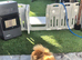 Pomeranian female for sale