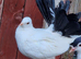 Fantail black tail pigeon pair for sale.