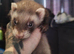 2 ferrets available one hob one jill