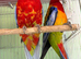 Beautiful Eastern Rosella parrot