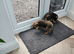 Beautiful border terrier puppies
