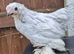 Pekin pullets