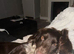 Last boy &pound;1000 girls &pound;1300 Beautiful Little of cockerspaniel puppies