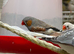 Zebra finches for sale