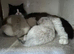Full pedigree registered Ragdoll kittens