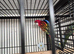 Parrots parakeets doves canarys finches