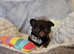 XX Chihuahua chocolate longcoat puppies XX