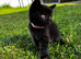 Black  kitten