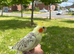 fully tammed male