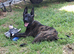 13 week Belgian malinois x dutch herder