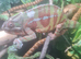 Panther Chameleon
