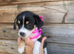 Jackawawa puppies. beautiful.
