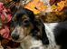 KC Long Coat Miniature Dachshund Puppies