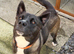 Shepsky 12 month old female