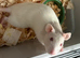 Two baby female rats
