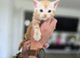 1/4 Maine coon Cross kittens !
