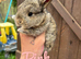 Mini lop babies