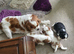 Blenheim puppies - 1 girl and 1 boy