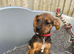 Beautiful litter looking for there forever homes