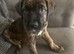 Puppys for sale