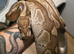2 ball python left for sale