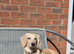 Stud Bolt kc long haired miniature dachshund cream stud
