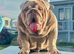 Stunning British Bulldog Lilac & Tan Male