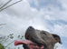 Blue Staffy Stud only
