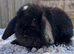 Pure mini lops.