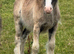 Gawbridge Elvis