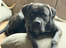 2yr old male