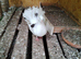3 pigeons looking for a new home