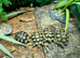 Marginated Tortoises at Birmingham Reptiles