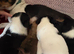Jrt x chi bitch pup