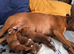 Champion breed boxer puppies